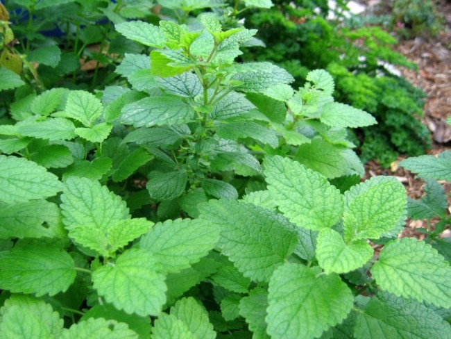 Lemon Balm .443gr Approx 1250 Seeds ORGANIC Non GMO Free Shipping! gallery