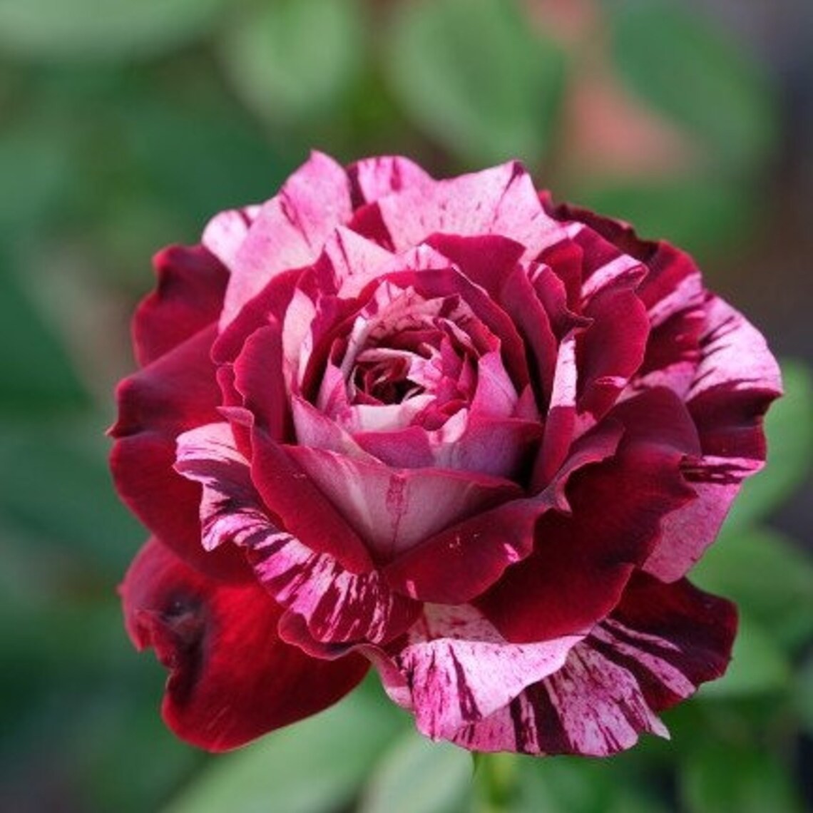 Colorful Rose Seeds, 50pcs/pack gallery