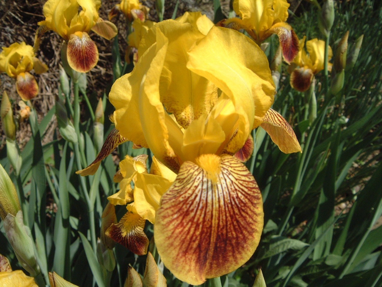 6 French Iris Plants - 24" TB Iris Gold & Velvet - Perennial - Deer Proof gallery