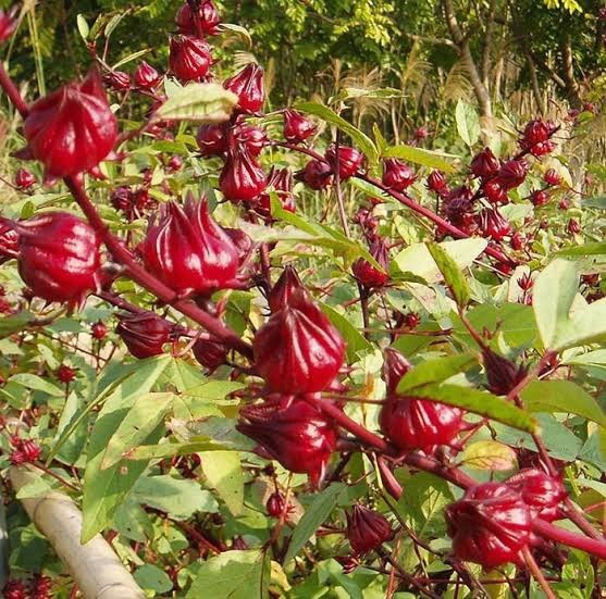 Roselle - Hibiscus Sabdariffa - 50 Seeds 2026 - USA gallery