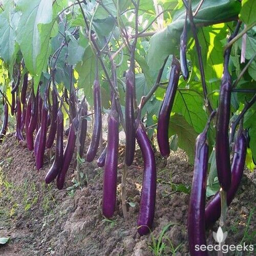 SCARBOROUGH SEEDS EGGPLANT, LONG PURPLE, 200 SEEDS HEIRLOOM, ORGANIC USA gallery