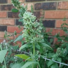 ALABAMA CATNIP