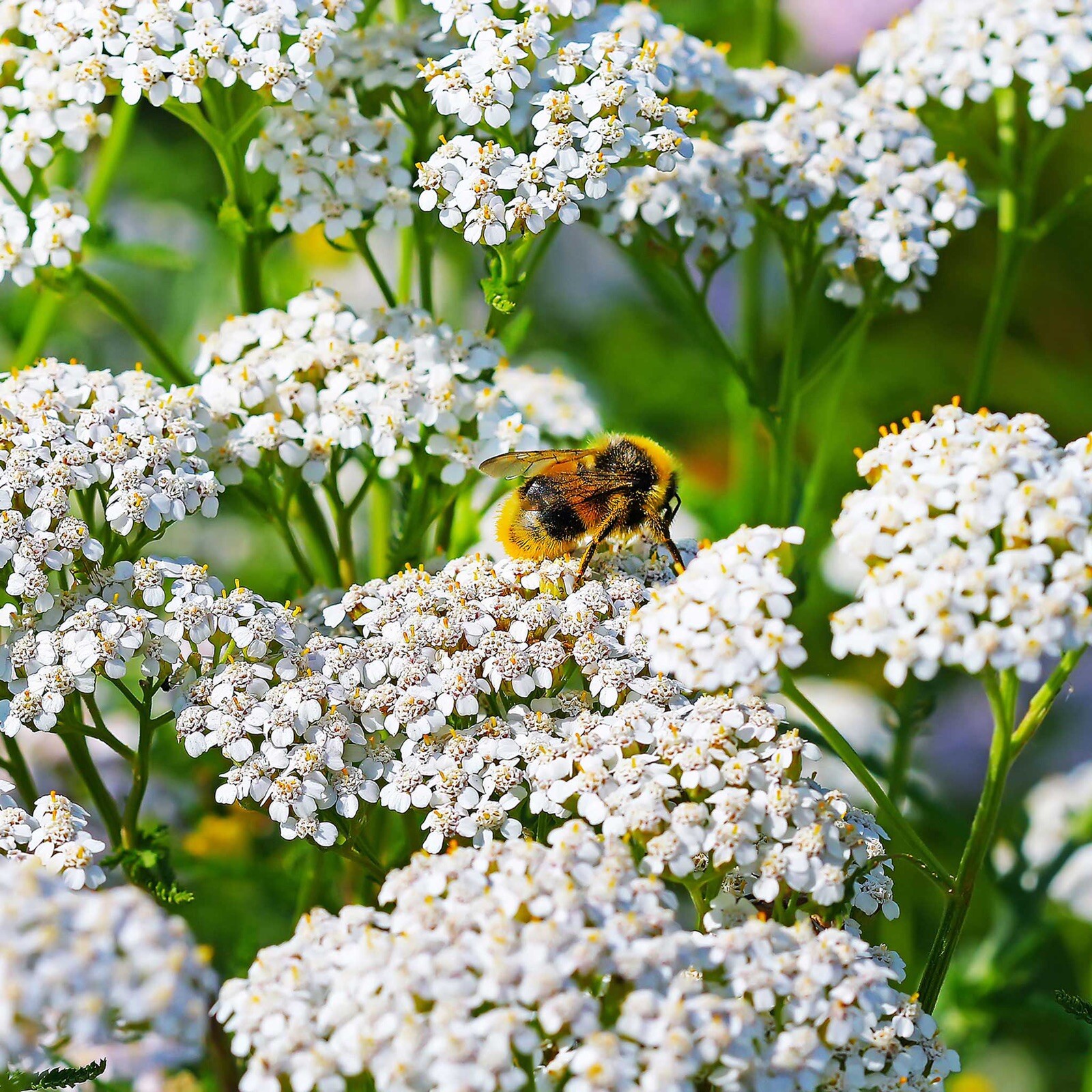 2000+ Yarrow Seeds WHITE (Achillea millefolium) - Perennial Non-GMO Pollinators gallery