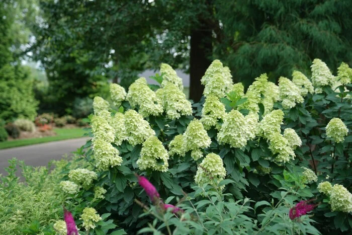LIMELIGHT PRIME® Panicle Hydrangea shrub PP#32511 gallery