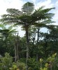 Cyathea medullaris | Black Tree Fern | 1000_Spores gallery