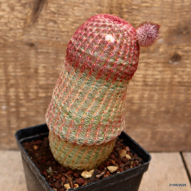 D4237 ECHINOCEREUS RIGIDISSIMUS RUBRISPINUS pot9-H14-W7 cm MaMa Cactus gallery