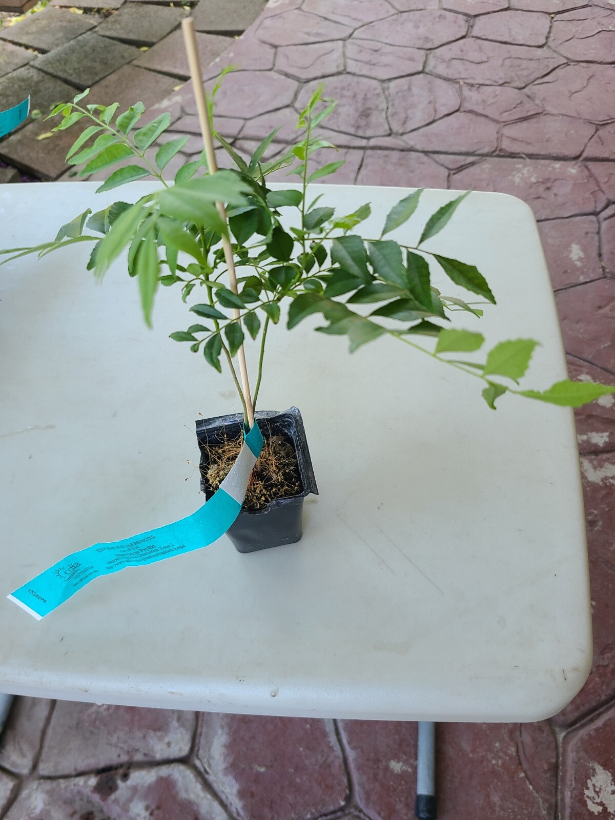 FDA & USDA Certified - 2 Seedlings Per Pot 7"-9"-Free Shipping From Stockton, CA gallery