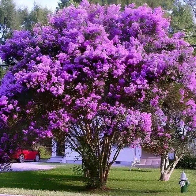 25+ PURPLE CRAPE MYRTLE TREE / SHRUB / FLOWER SEEDS / DROUGHT TOLERANT PERENNIAL gallery