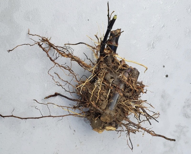 2 Black Timber Bamboo Authentic Phyllostachys Nigra Live Bare Root Plant Rhizome gallery