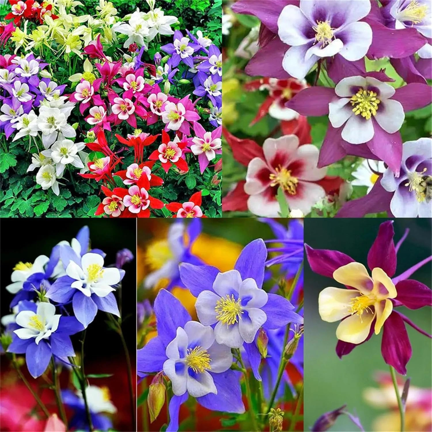 400+ Columbine Seeds - Double Mixed ------- Granny’s Bonnet - Granny’s Nightcap gallery