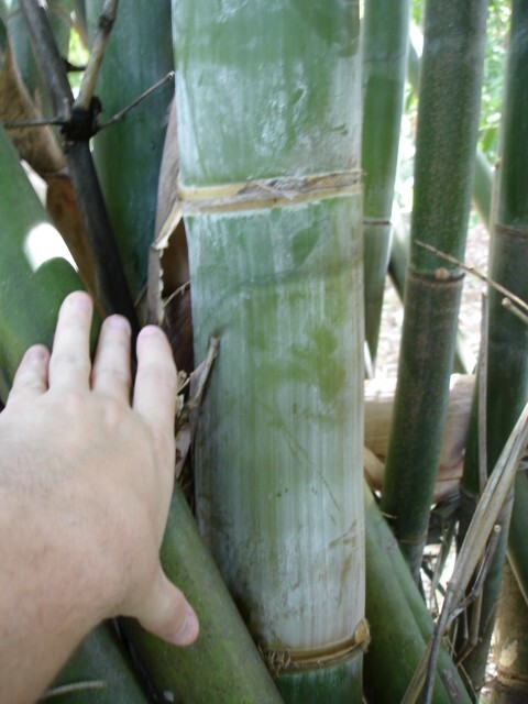 1 Division/Starter Size Plt -Oldhamii Giant Timber Bamboo / Bambusa Non-Invasive gallery