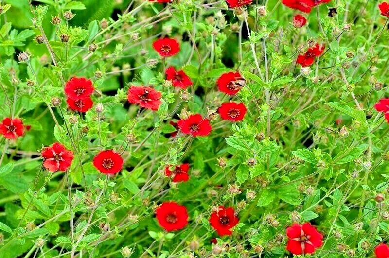 101+PONTENTILLA SCARLET CINQUEFOIL Seed Native Perennial Compact Flowering Shrub gallery