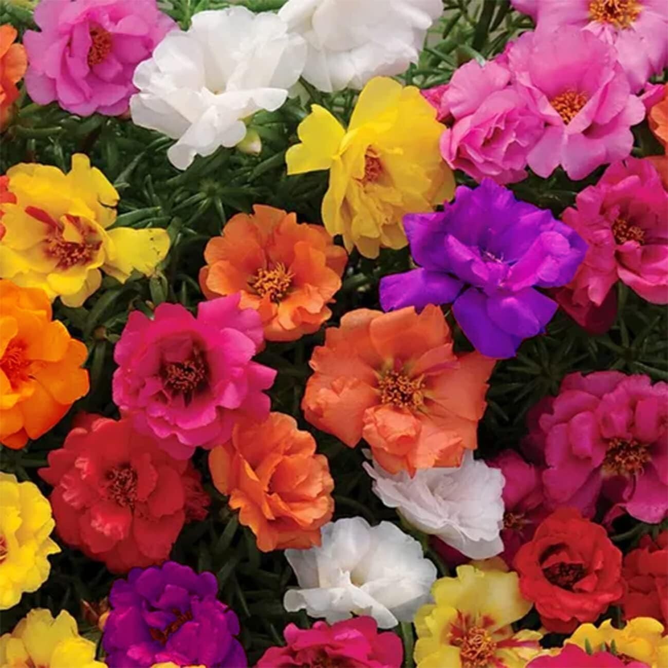 10000+ MIXED MOSS ROSE SEEDS PORTULACA GRANDIFLORA MIX FLOWERS GROUNDCOVER gallery