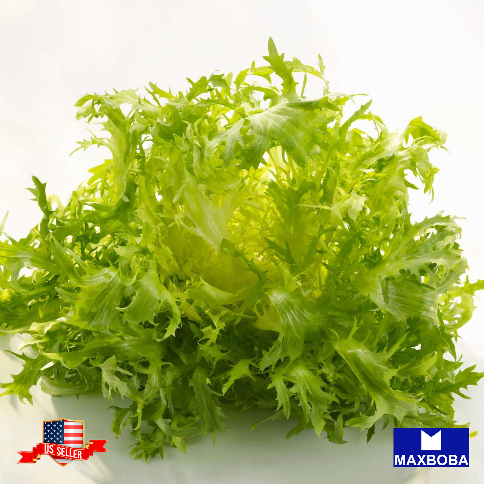 Endive Seeds Frisee Non-GMO Heirloom gallery
