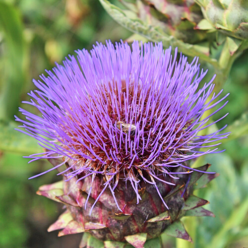 Cardoon Seeds | Heirloom - Non-GMO | Free Shipping | Herb Seeds | 1292 gallery
