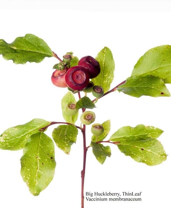 Big Huckleberry Seeds for Planting (30 Seeds) - Vaccinium membranaceum gallery