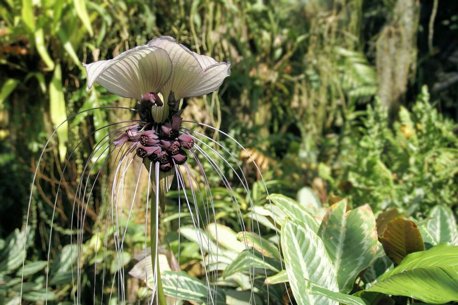 Tacca Integrifolia White Bat Flower Seeds Attracts Butterflies Rare Unique jocad gallery