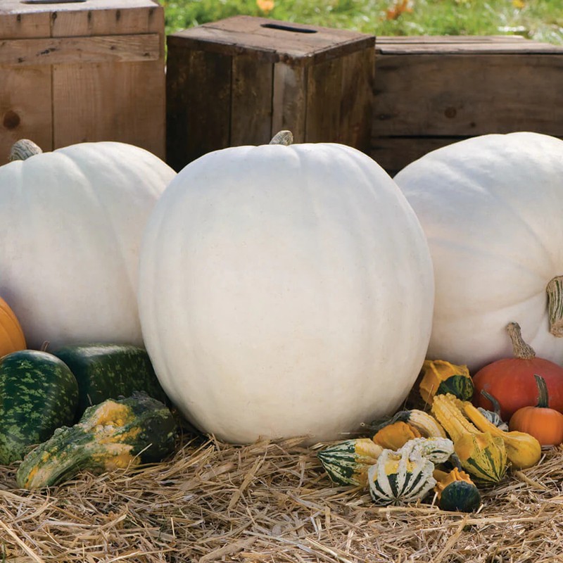 Casper White Pumpkin Seeds | Ghost Queen Lumina Polar Bear Pumpkins Seed 2024 gallery