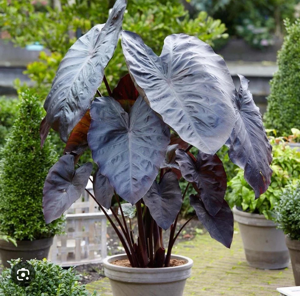 Diamond Head- Colocasia esculenta- Elephant Ear - SMALL ROOTED STARTER Plant gallery