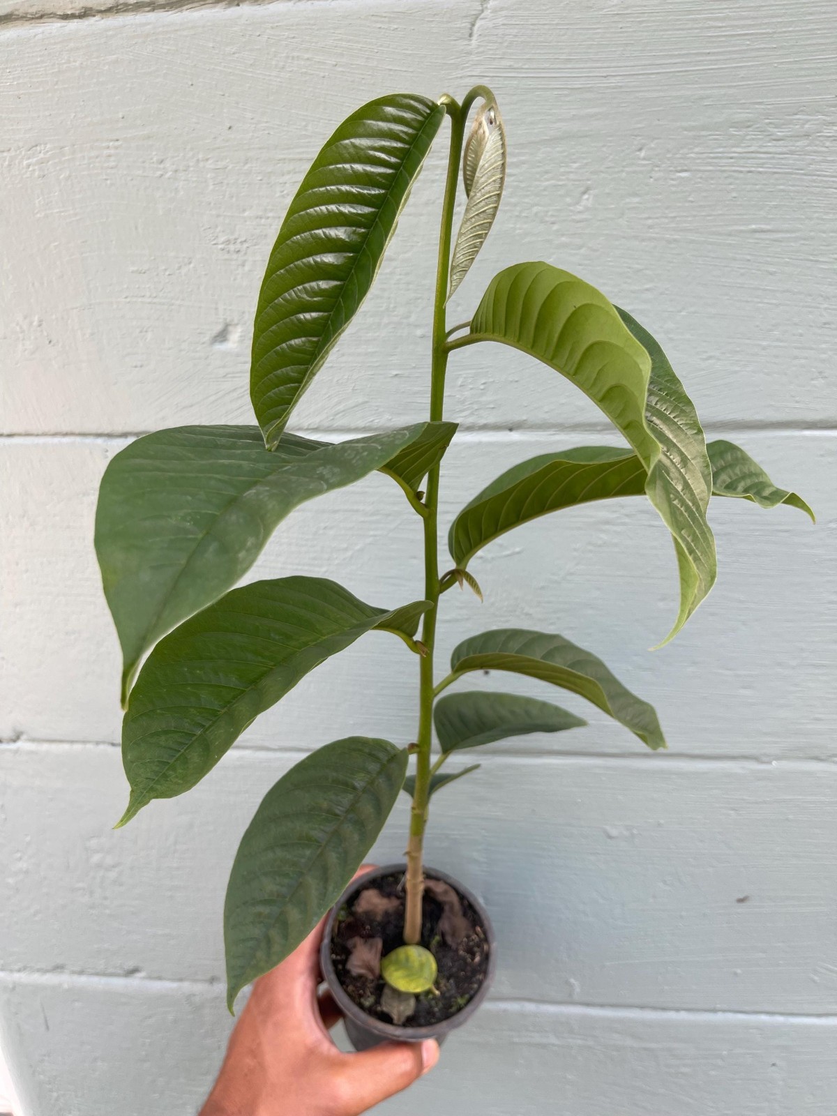 Live Rollinia Fruit Tree Rollinia Deliciosa Rare Tropical Biriba Plant gallery