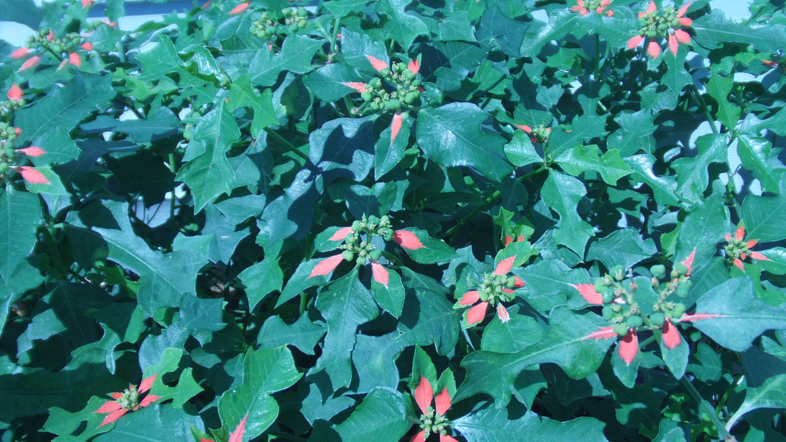 SUMMER POINSETTIA-PERENNIAL-Very Different-20 seeds from my yard-2022 gallery