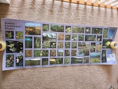 Native Freshwater Plants Large 23″ X 62″ Mural Poster 2001 University Of Florida