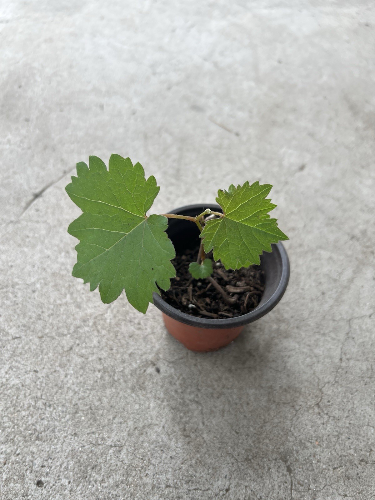 Kyoho Grape With Pot 6” Seedling Live Plant Ready To Plant gallery