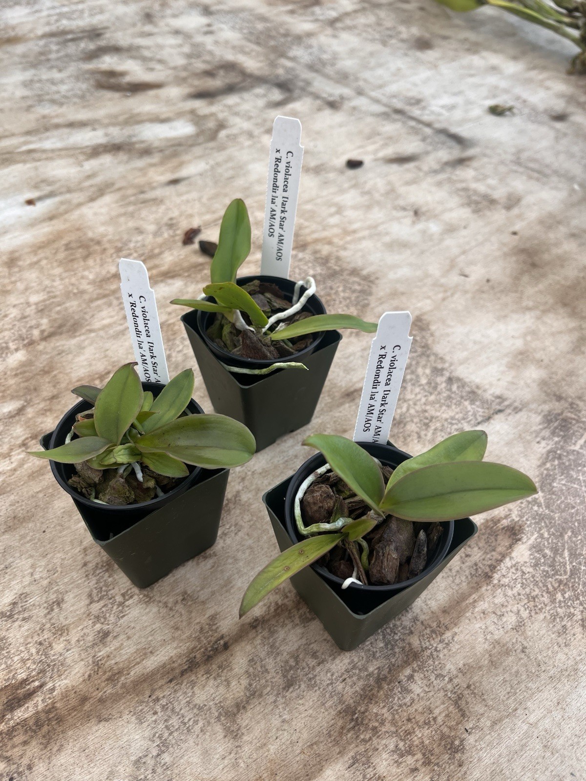 Cattleya Violacea ‘Dark Star’ AM/AOS x ‘Redondinha’ AM/AOS 2” Seedling gallery
