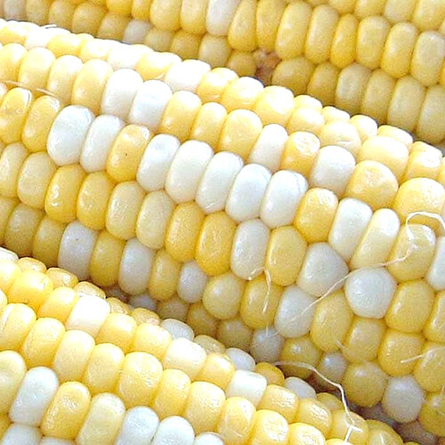 Peaches & Cream Corn Seeds | 25 - 2,500 Seeds Hybrid Bicolor Sweet Non-GMO 1108 gallery
