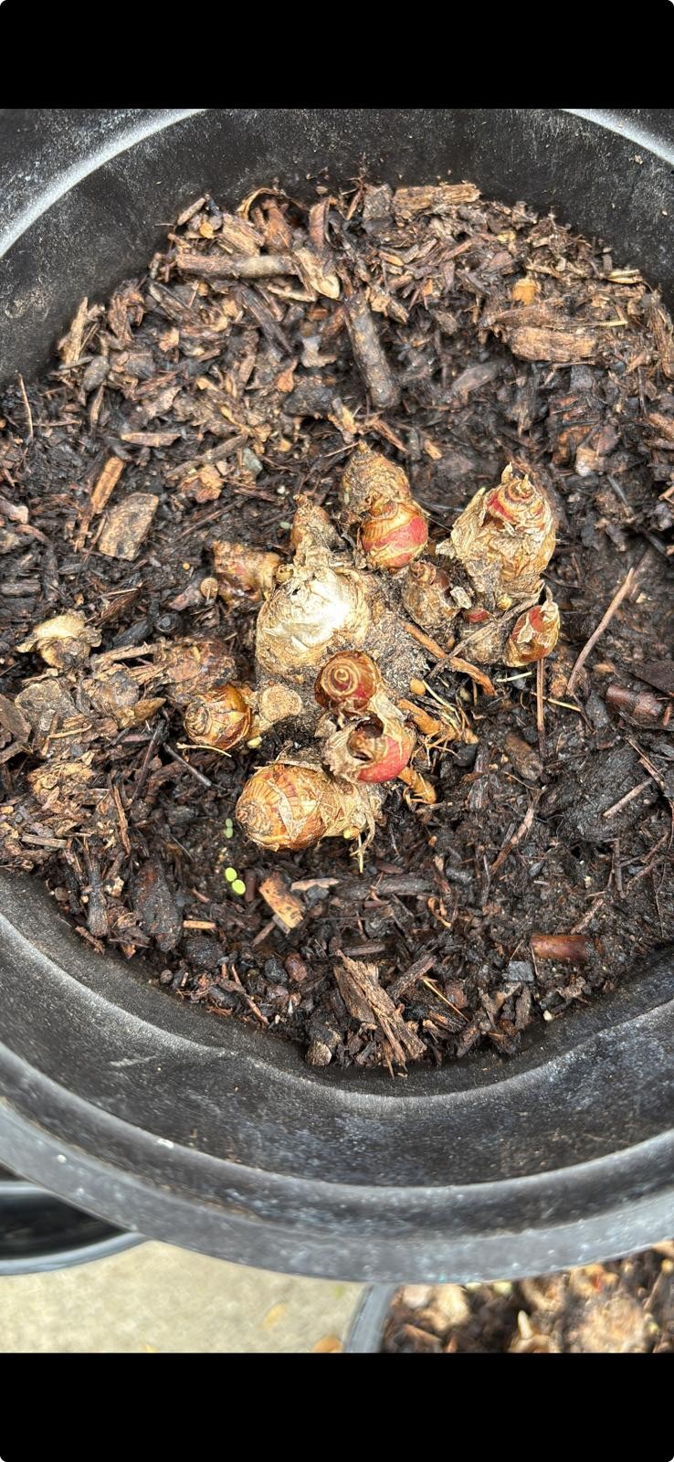 Tuberose Clump Singles Bulbs Sz M/ L Rooted & Sprouted Ready To Plant gallery
