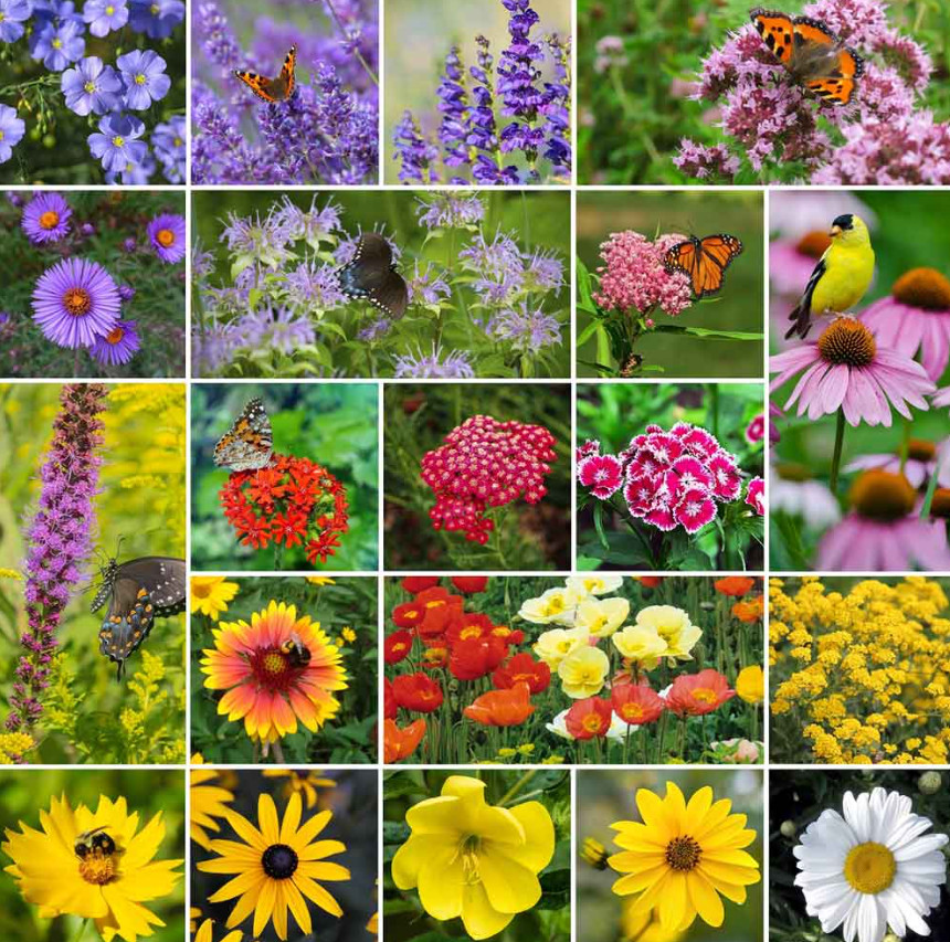 PERENNIAL POLLINATOR MIX 20 Varieties Summer - Fall Flowers Non-GMO 500+ Seeds gallery