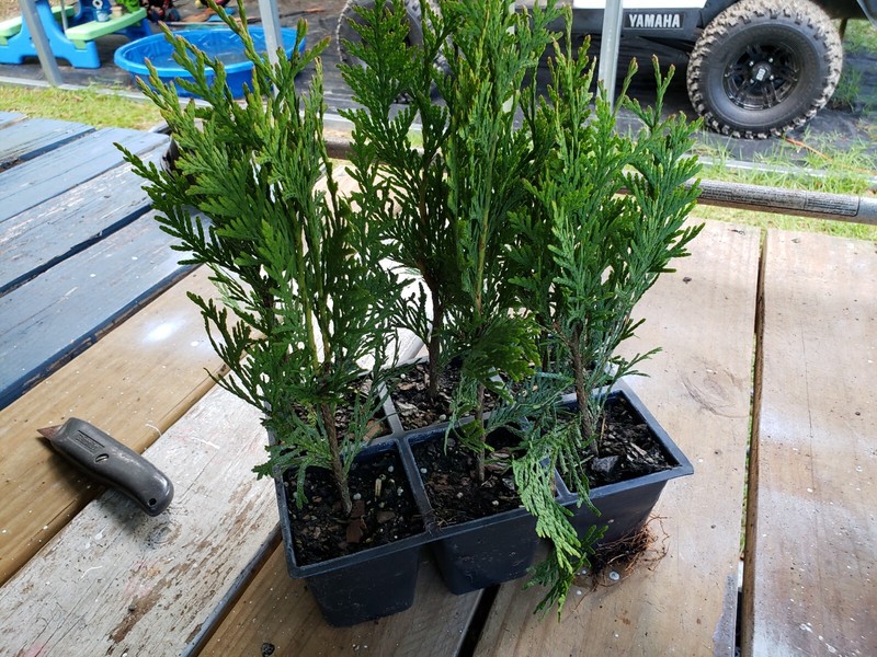 Green Giant Arborvitae, fast growing, privacy, five to 50 plants, FREE shipping gallery