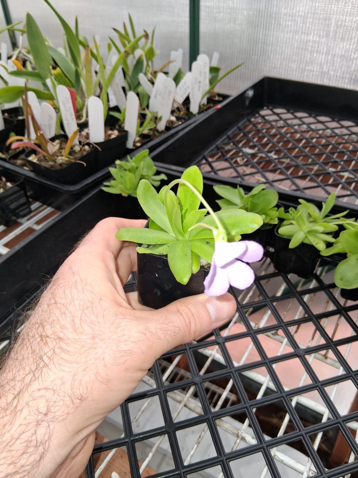 Pinguicula hybrid-2 inch pot, multigrowth! gallery