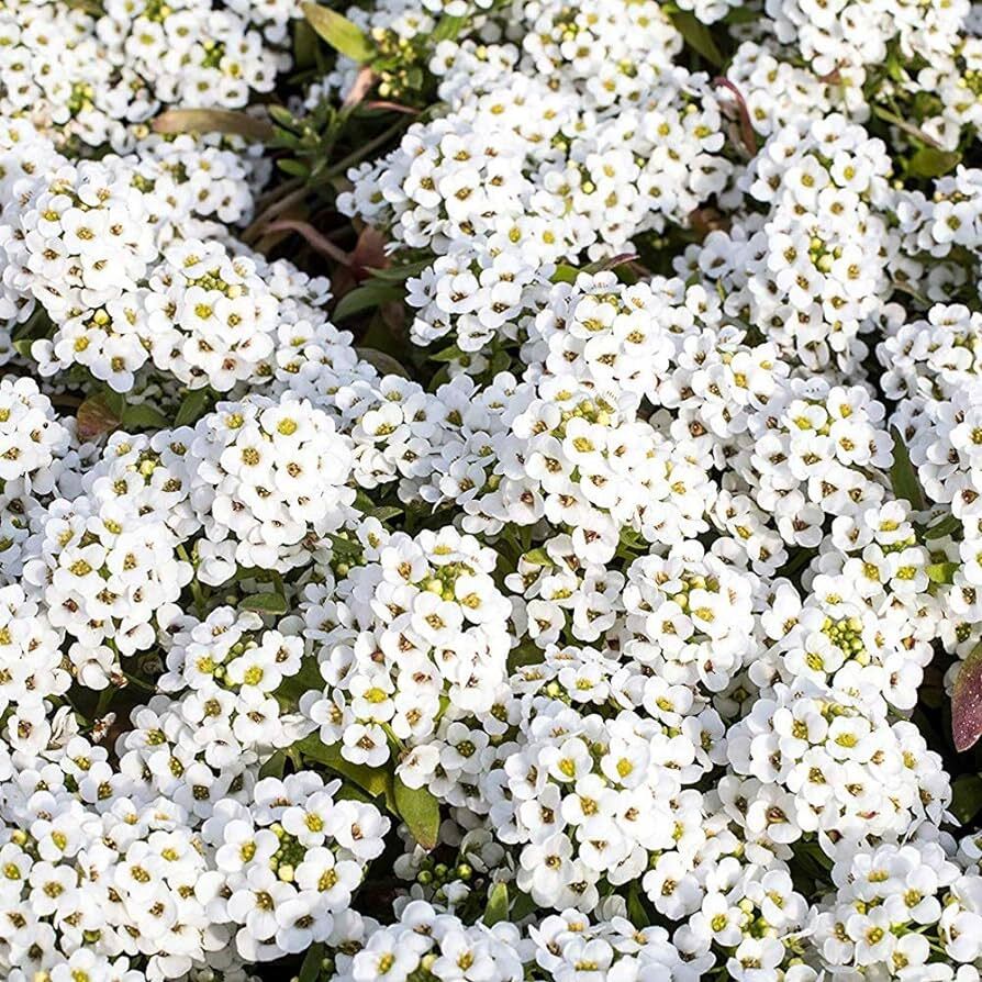 Tiny Tim Alyssum Seeds | Heirloom | White Alyssum | Free Shipping | 1213 gallery