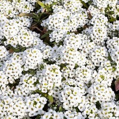 Tiny Tim Alyssum Seeds | Heirloom | White Alyssum | Free Shipping | 1213