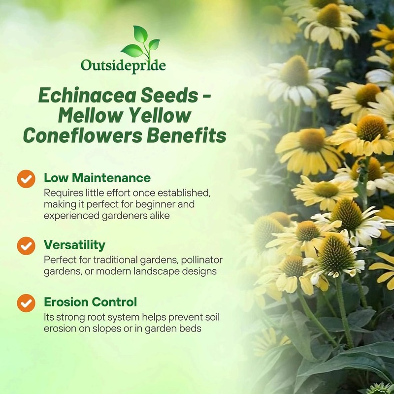 50 Seeds Echinacea Purpurea Mellow Yellows Garden Flower Seeds For Xeriscaping gallery