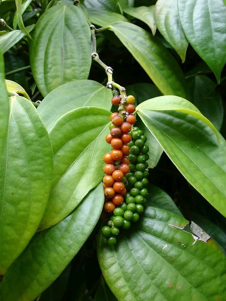 Pure Organic Whole Black Pepper Seeds Premium Quality Ceylon Spices 50g gallery
