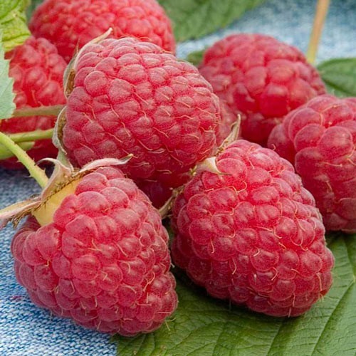 3 Raspberry Plants "Caroline" Large, Sweet Berries(3 Lg Bare Root Canes)Zone 3-8 gallery