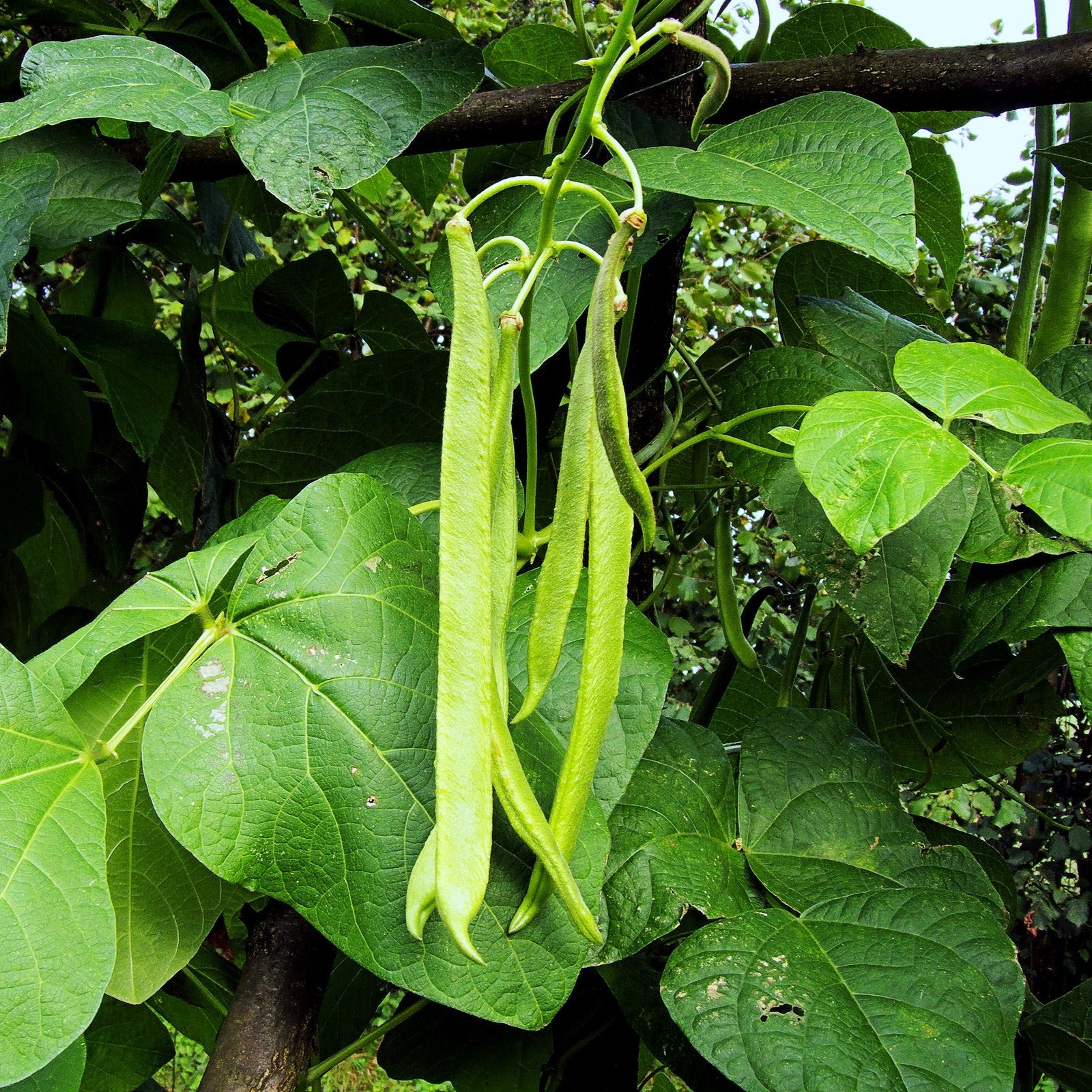 White Half Runner Bean (Pole) Seeds - For 2025 Planting Early Mountaineer Pole gallery
