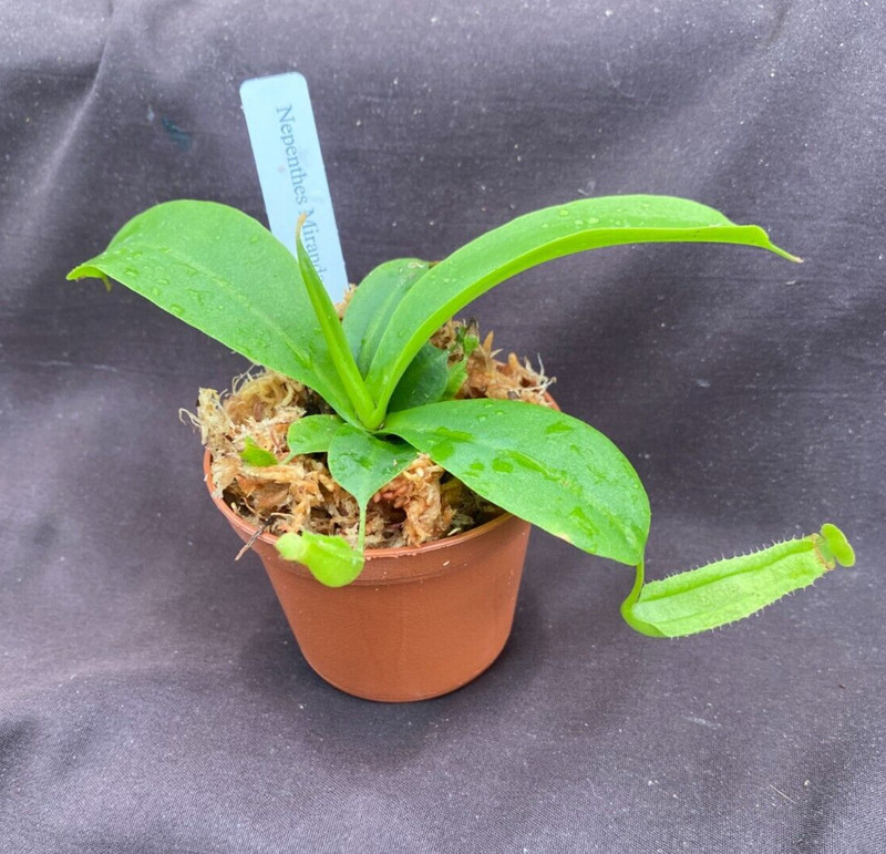 Nepenthes Miranda, Pitcher Plant. Rooted Carnivorous Plant Shipped in 2.5" Pot gallery
