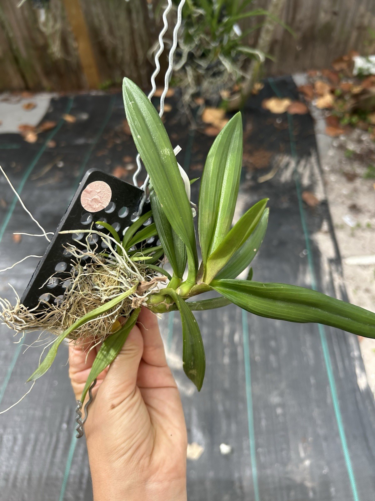 Ionopsis Utriculariodes Mini Orchid Compact Pink Species BS gallery