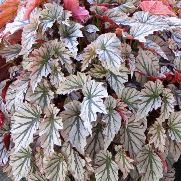 Angel Wing Begonia Assorted Starter Plant Bundle Live House Plants gallery