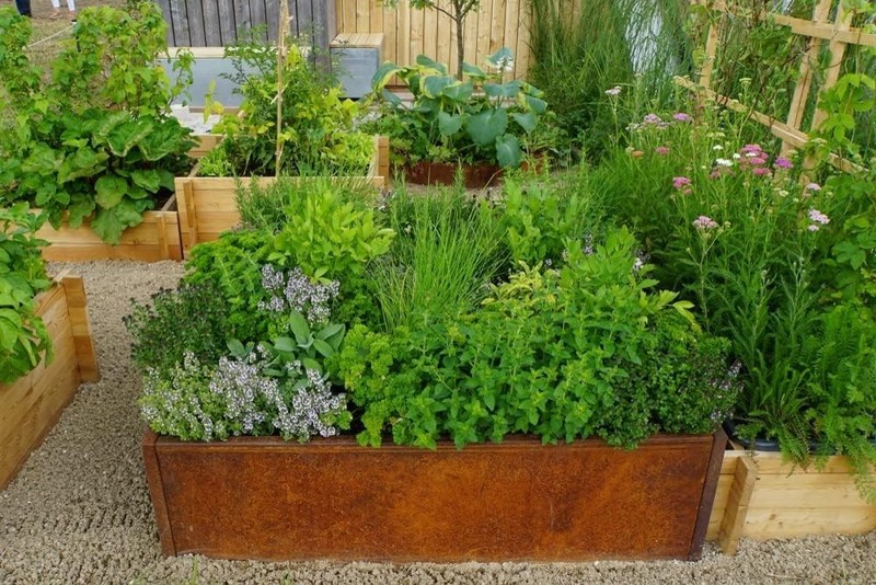 Fragrant Common Thyme Seeds - 1000+ Non-GMO for Easy Culinary and Medicinal Use gallery