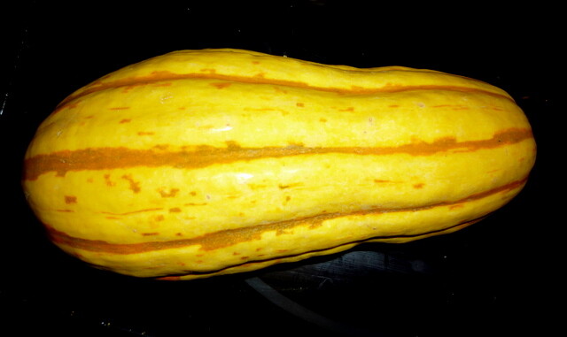 25+ GIANT DELICATA BOHEMIAN WINTER SQUASH SEEDS 1-2 LBS 5-10" ORGANICALLY GROWN! gallery