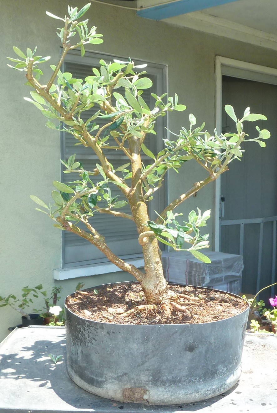 Olea Europaea Olive Pre Bonsai Raft Dwarf Kifu Fat Trunk Nice Nebari gallery