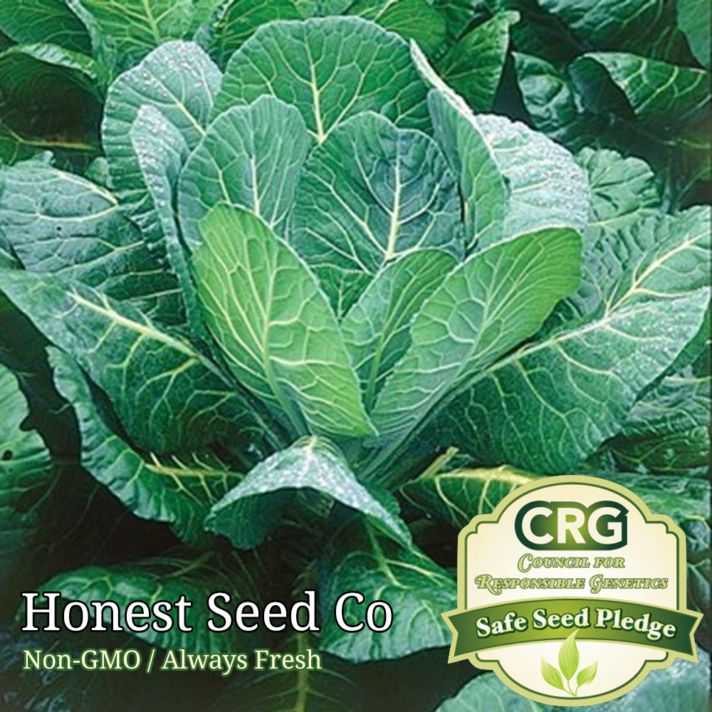 Morris Heading Collards Green Seeds | Non-GMO | Fresh Vegetable Garden Seeds gallery