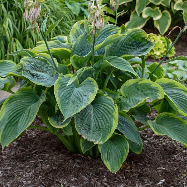 Wu La La Hosta Plants gallery