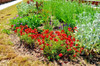 500 DWARF RED PLAINS COREOPSIS SEEDS | 2026 SALE FREE SHIPPING NON GMO HEIRLOOM gallery