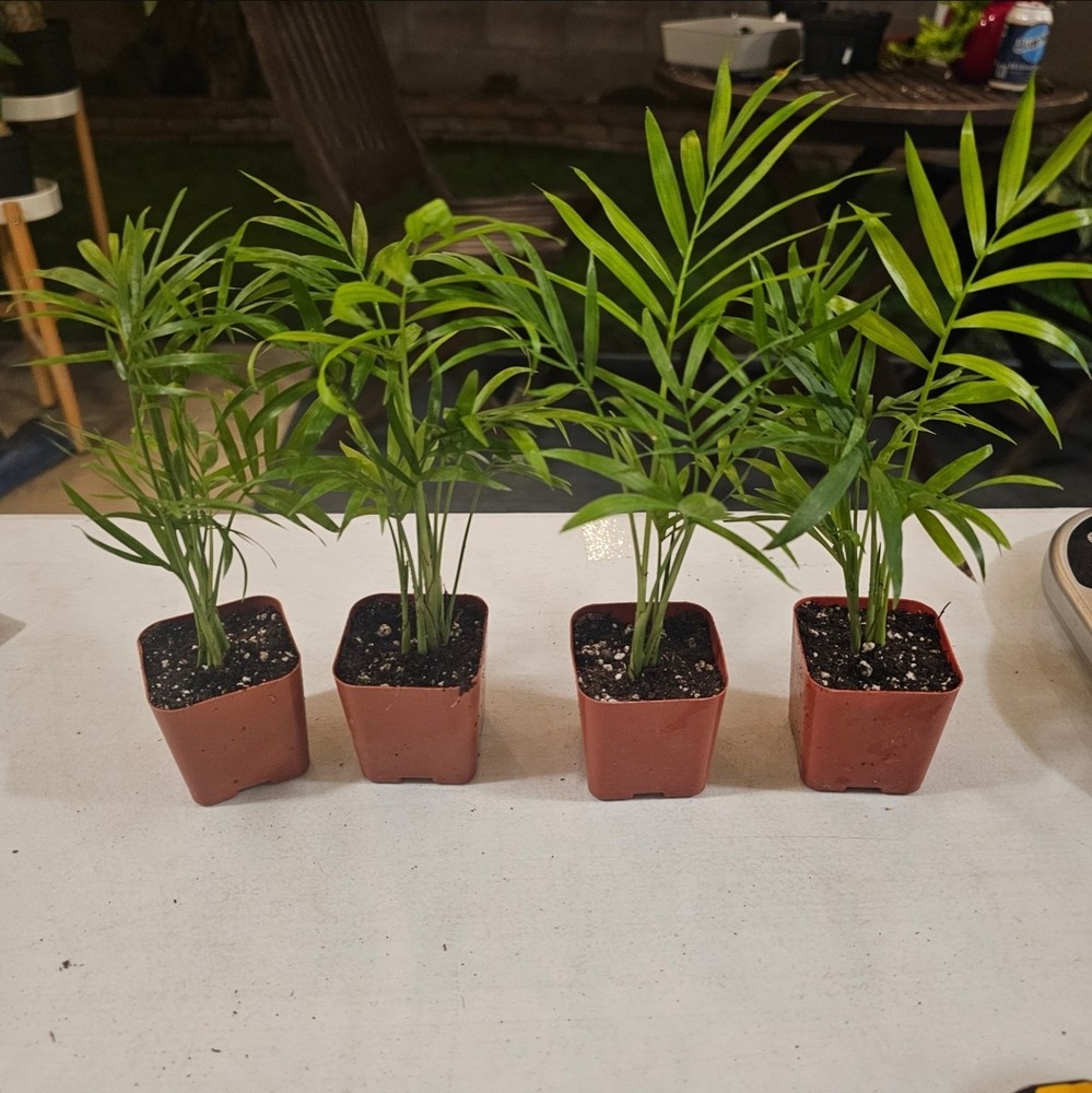 Parlor Palm Bundle 4 Plants 2 In Pot | Chamaedorea elegans | Neanthe Bella Palm