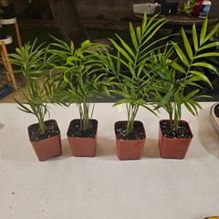 Parlor Palm Bundle 4 Plants 2 In Pot | Chamaedorea elegans | Neanthe Bella Palm